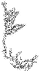Scleropodium touretii, vegetative shoot, moist. Drawn from Tasmanian material, R.D. Seppelt 27568, HO 551006 by R.D. Seppelt.
 Image: R.D. Seppelt © R.D. Seppelt All rights reserved